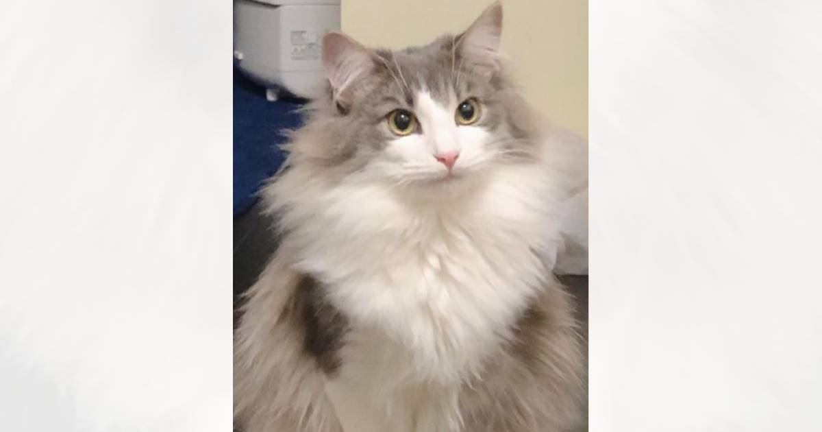 『え、痩せた？』冬はモッフモフだった猫→夏になると…差がありすぎる『衝撃のビフォーアフター』が187万表示「全然違うｗ」「どっちも可愛い」