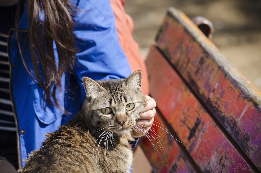 猫が飼い主に「やめてほしい…」と思う12つのこと