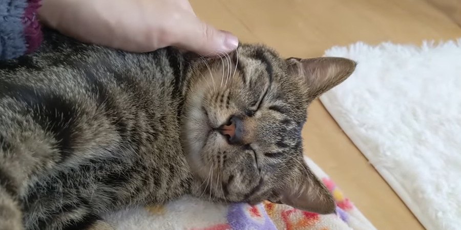 爆睡中の猫ちゃんに迫るものとは…