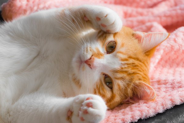 猫がとろける７つのシチュエーション