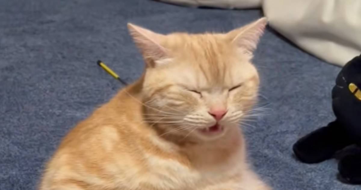 『自分のお尻の匂いを嗅ぐ猫』を見ていたら…まさかの『止まらない光景』に"大爆笑"134万再生「クセになってるｗ」「目に来てるｗ」