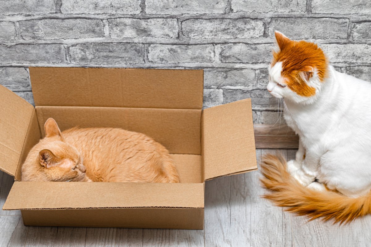 猫にとって『縄張り』が大切な理由3選　入られたくないワケや争いを防ぐための対策方法も