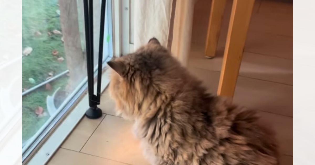 『10年間も鎖につながれていた猫』が保護されてから1年…現在の光景に涙が止まらないと128万再生「泣けてくる」「幸せになってほしい」