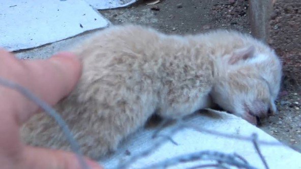 住宅の敷地でママ猫が出産…命の危機を脱し新たな猫生へ！