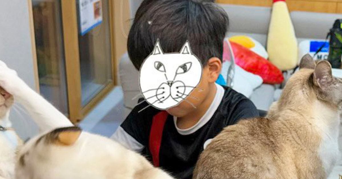 勉強に集中する男の子の"周り"を見てみると→『ネコたち』が…まさかの光景に爆笑の声「情報量が多すぎるｗ」「揉めてて笑った」と１万いいね