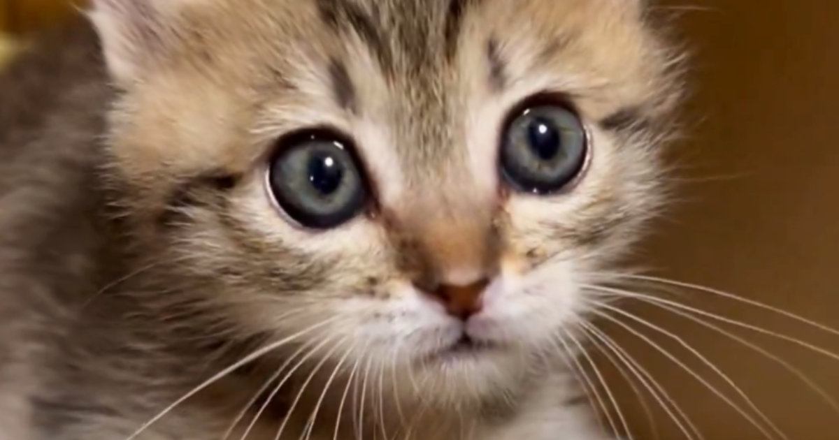 子猫との遊ぶ時間を確保できなかった結果→ちょっぴり怒ってしまい…ニヤけずにはいられない行動に１万いいね「ワンッｗ」「全然怖がれないｗ」