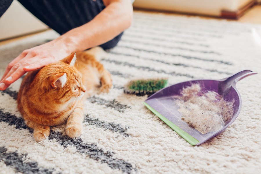 大掃除の際に気を付けるべき猫の行動４選