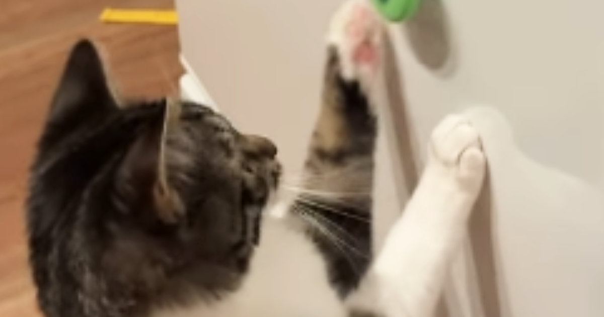 猫が冷蔵庫についている『ハンドスピナー』を発見した結果→夢中になって…ほっこりする光景が202万再生「すごい」「とってもかわいい」