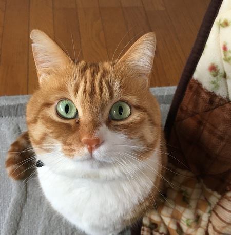 猫が飼い主に伝えたいと思っている『5つのこと』