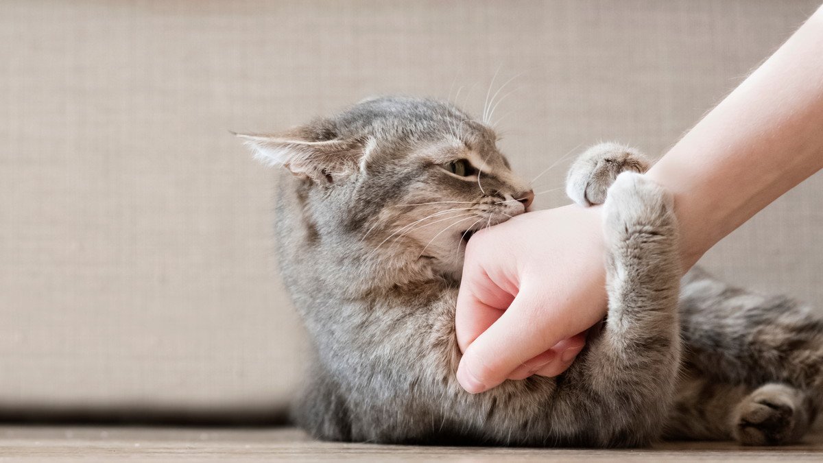 猫の「しつこいニャ！」サイン5選！そのときの飼い主がすべき適切な対応とは