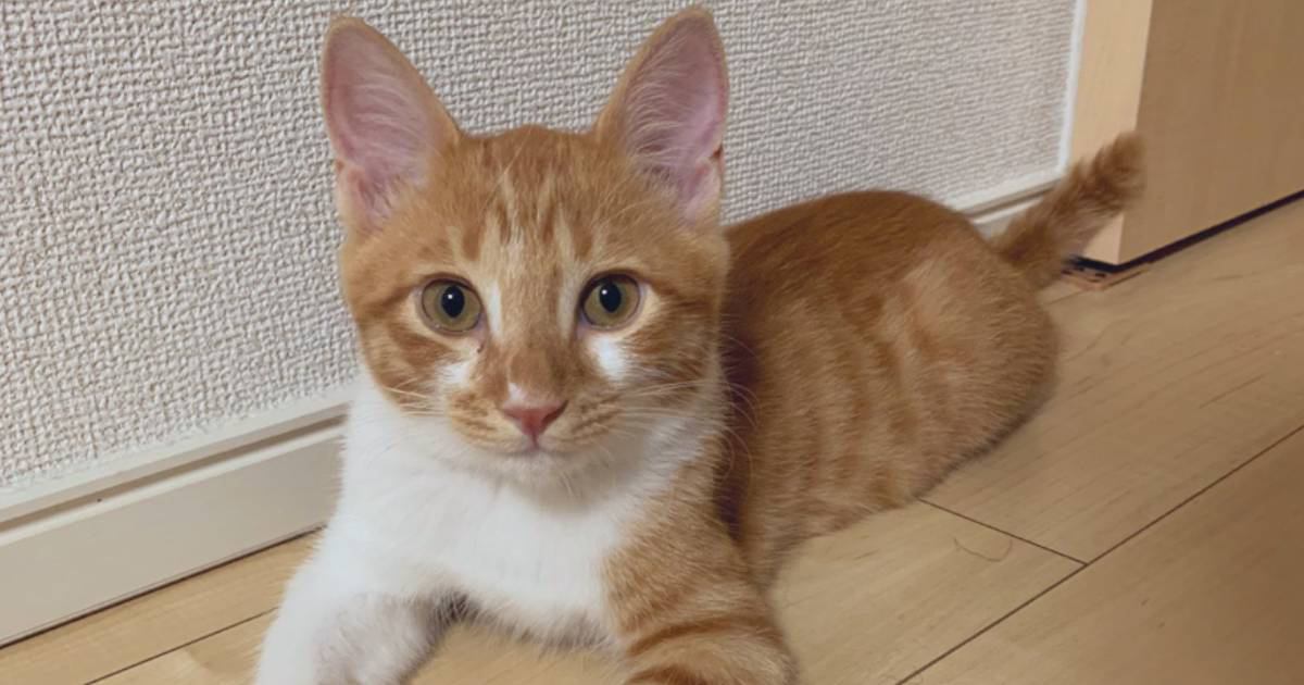 『こんなに小さかった子猫が…』愛情たっぷりに育てられた結果→見違えるほど成長した『現在の姿』が38万表示「立派になったねｗ」「イケニャン」
