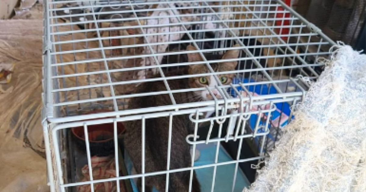 2年間、『狭いケージの中に閉じ込められていた猫』…救出されて"幸せをつかんだ瞬間"に涙「助けてくれて本当にありがとう」「泣けてくる」