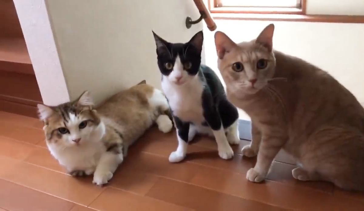 お母さんが『遠くにいる猫の名前』を呼ぶと…あまりにも可愛すぎる光景が68万再生「みんな"ひ"から始まる名前だからｗ」「最高に愛おしい」