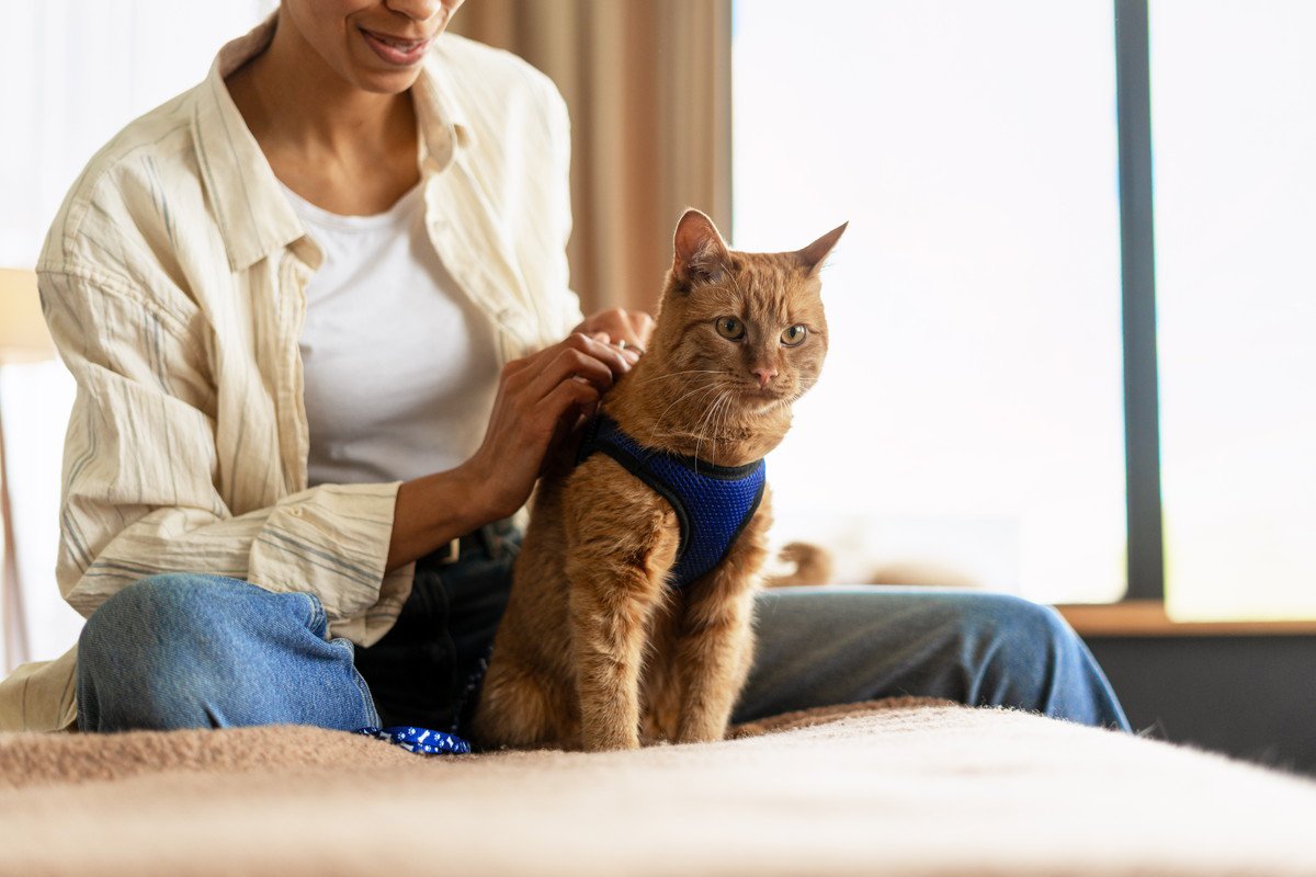 猫に『リード・ハーネス』は必要なの？役立つ場面や活用するメリットを解説