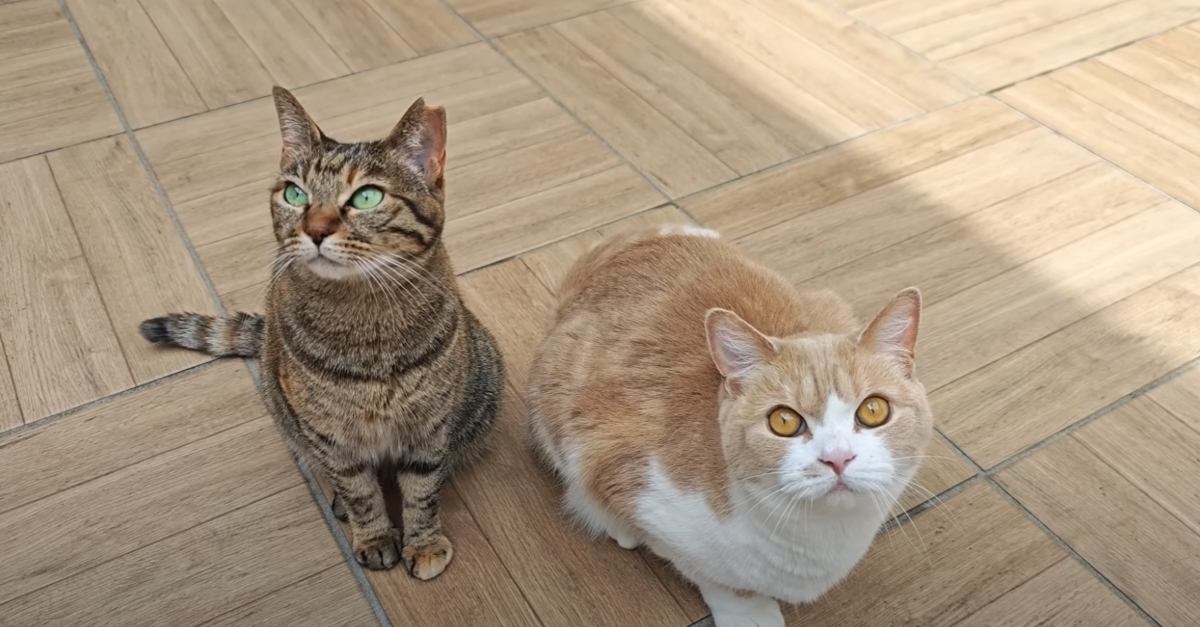 庭に突然現れた『訪問者』に、2匹の猫が…あまりにも微笑ましい光景に「表情が真剣でかわいい」「めっちゃ癒された」と5万再生の反響