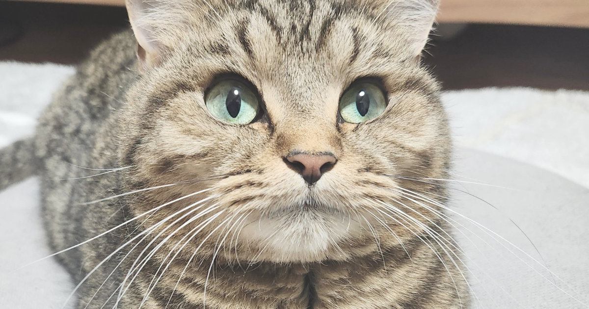 猫が『香箱座り』を極めた結果…あまりにも完璧すぎる『フォルム』に11万いいね「国宝級のかわいさ」「魔法みたいに消えてる」と絶賛