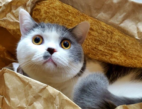 どこいった？猫が隠れて出てこないときの心理３つ