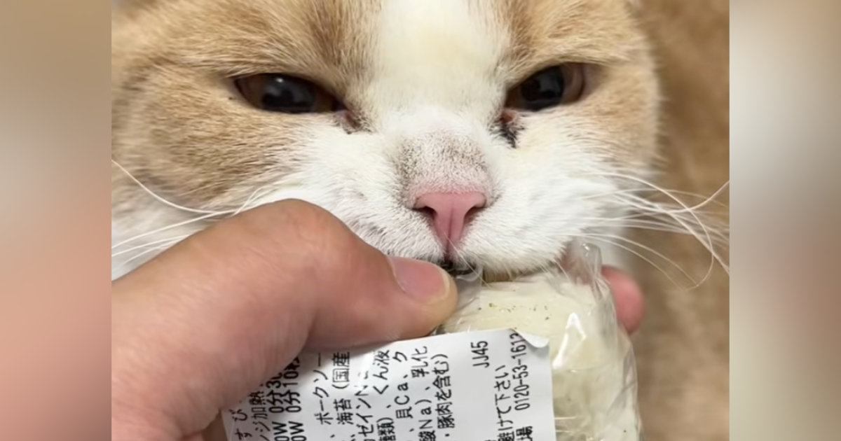 目を離したすきに『おにぎりをくわえていた子猫』→とり返そうとしたら…笑ってしまう展開が15万再生「強い意志を感じるｗ」「めっちゃ怒ｗ」
