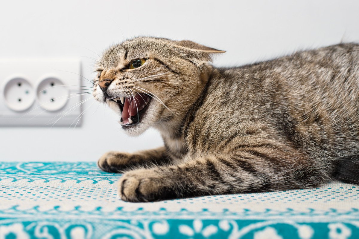 猫が『ブチギレ寸前』のときにみせるサイン4つ　起こりうるトラブルや適切な対処法を解説