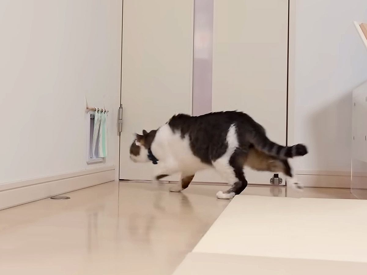 病院用のキャリーを出したママ→連れていく予定ではないネコが…勘違いして見せた『わかりやすすぎる行動』に爆笑「すぐわかるのがすごい」