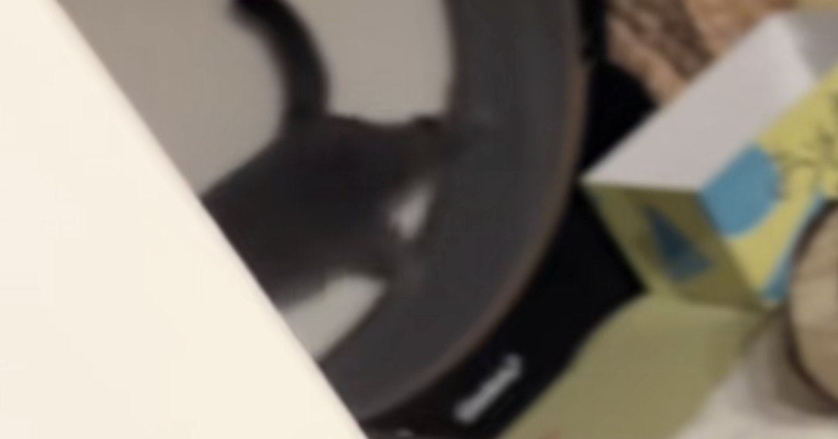 早朝から『キャットホイールを回し始める猫』→見られていることに気づくと…笑ってしまう反応に反響「表情がたまらなく可愛い」「み、みてたな」
