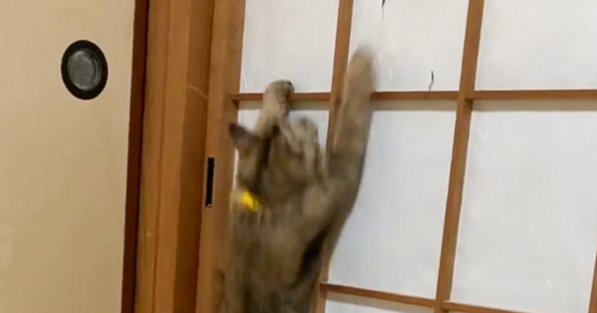 『障子』を登り始めた猫→頂上に到達すると…笑わずにはいられない光景に3万いいね「面白すぎて止められないよね」「最後声だして笑った」