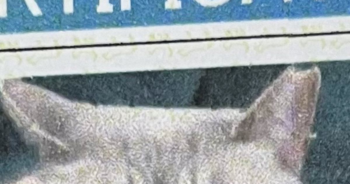 猫が動物病院でワクチンを接種→もらった『証明書』を見たら…笑ってしまう『猫の表情』に1万いいね「いい顔してるｗ」「かわいいｗ」