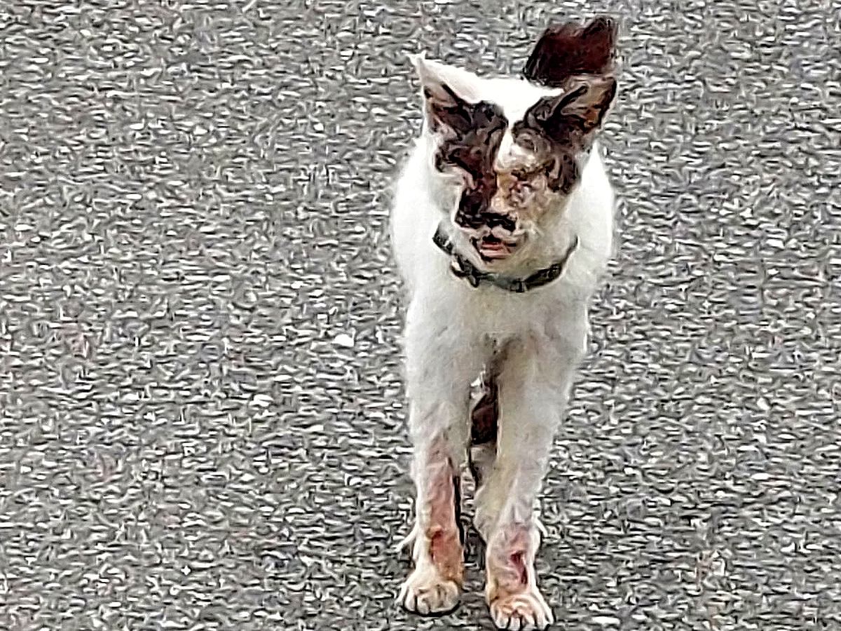 “AI生成ではないか”と疑われるほどボロボロだった猫…涙あふれる"現在の姿"に反響「奇跡に感謝」「幸せなのが伝わってくる」