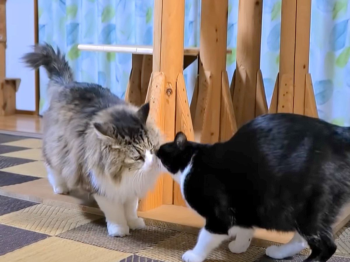 ２匹の姉妹猫の不在で、元気がないボス猫→２週間ぶりに再会した結果…あまりにも尊い『愛に溢れたワンシーン』に「感動した」「素敵」