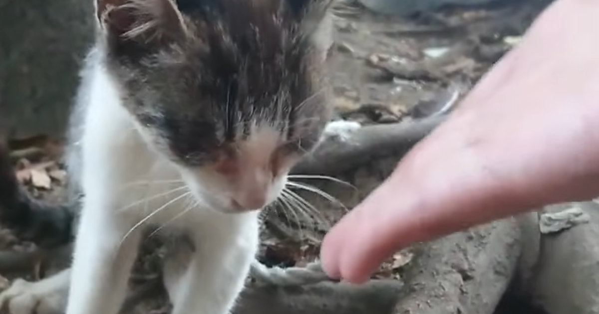 土手で必死に生きていた『目の状態が悪い子猫』→何度も会っていると……涙あふれる『現在の様子』に「ありがとう」「素晴らしい」と反響