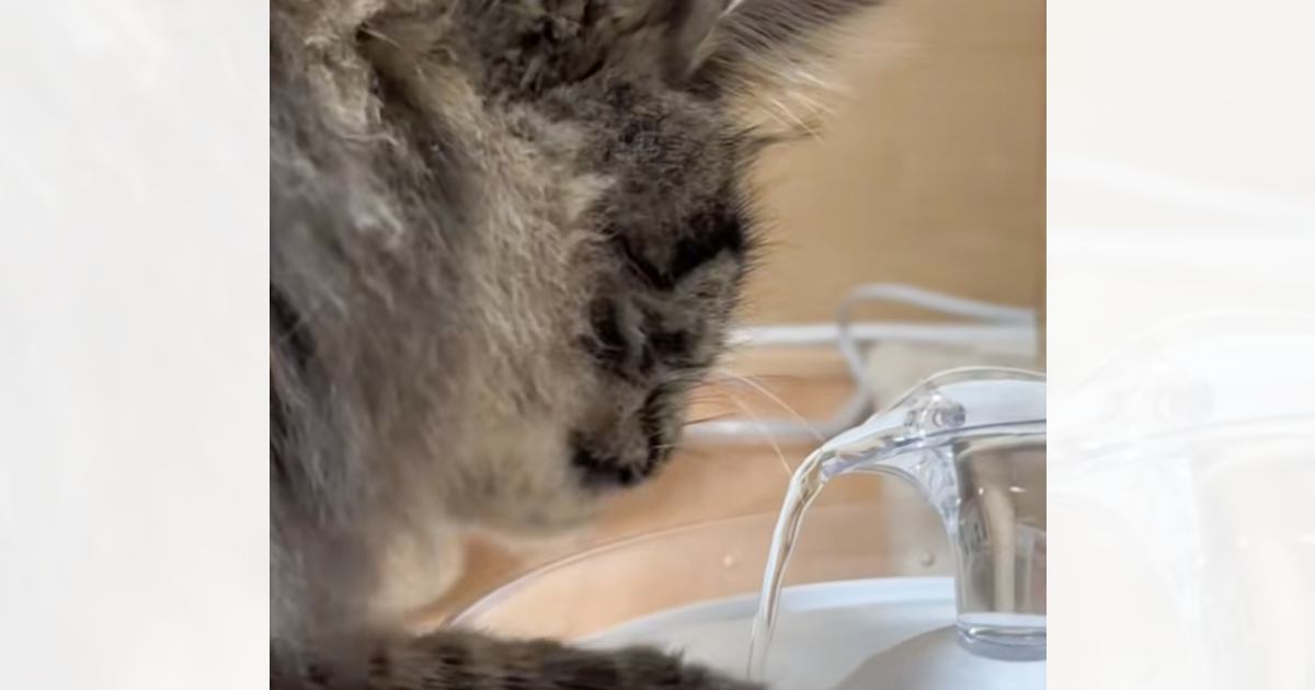 「初めましての飲み方すぎる」自動給水機で水を飲む猫を見てみると…あまりにもクセが強い様子に爆笑「餅つきくらいの速さｗ」と34万再生
