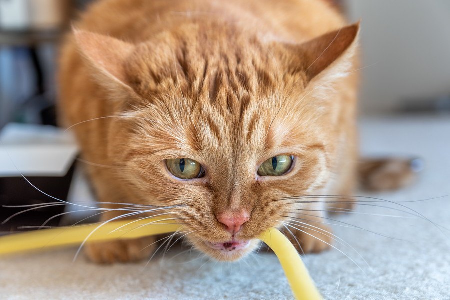 気を付けて！猫にNGなおもちゃ5つ