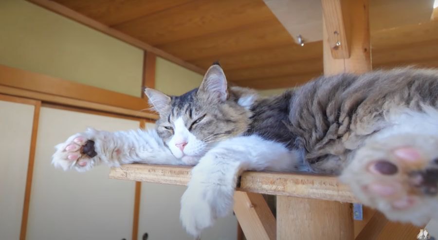 快適♡風の通り道で気持ちよさそうに眠る猫ちゃん