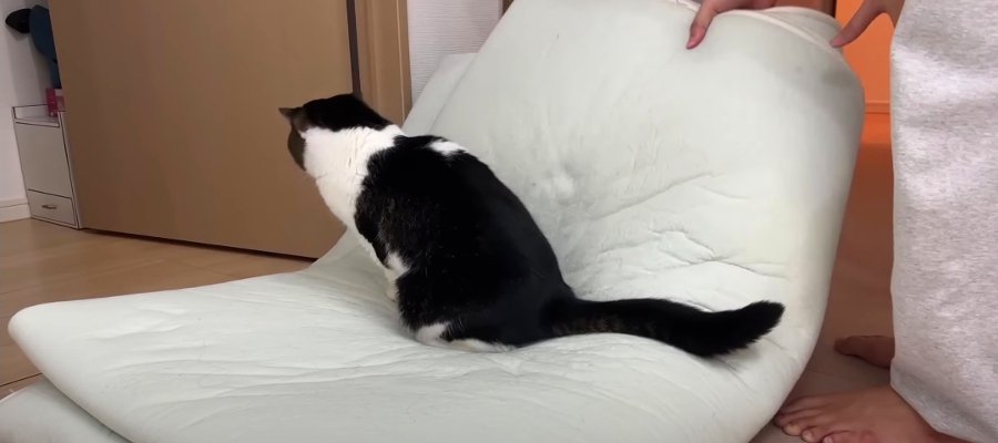 大好きなカーペットを交換したら悲しくなってしまった猫くん