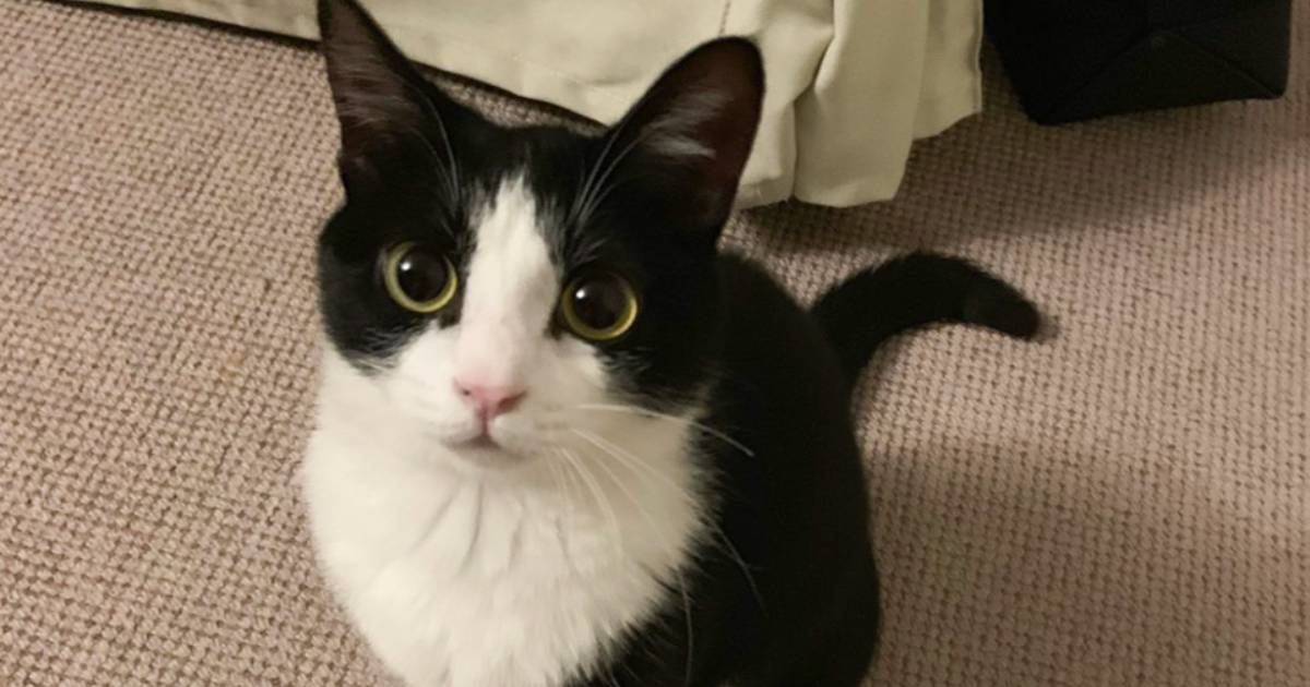 猫の1歳ごろと『5年後の様子』を比較してみたら…驚く人が続出の"ビフォーアフター"が112万表示「えーすごい！」「可愛さは倍増してる」