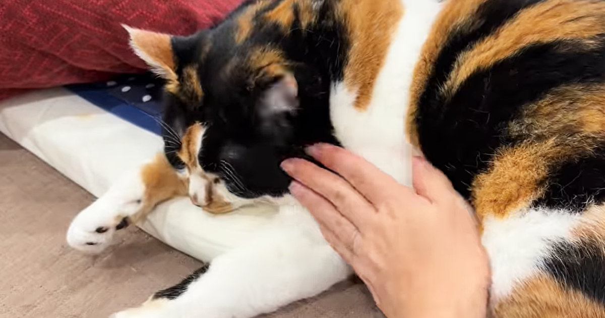 どこを撫でても気持ちよさそうにしていた三毛猫…そっと右手に触れた瞬間の『予想外の反応』に「顔ｗｗ」「何かがあるのかな」の声