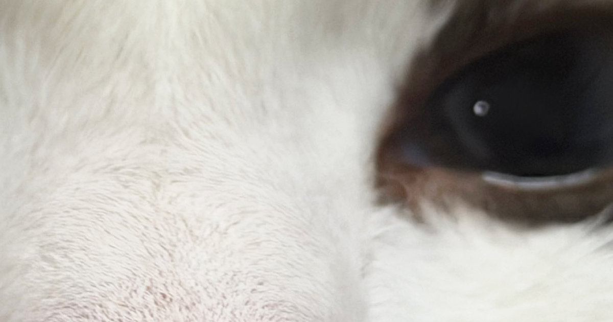 甘えた顔の猫を撮ろうと慌ててスマホを構えたら、設定がいつもと違って…想定外の『最高すぎる光景』に3万いいね「すばらしい」「ありがとう」