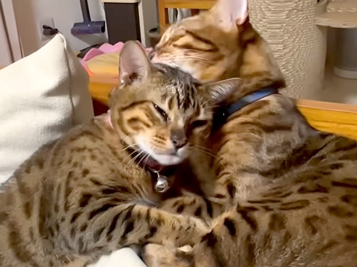 毛づくろいをしているパパ猫→『パパ大好きな娘猫』が近づいていくと…親子の愛を感じる『素敵なやり取り』に「仲良しで癒された」「可愛いが渋滞」