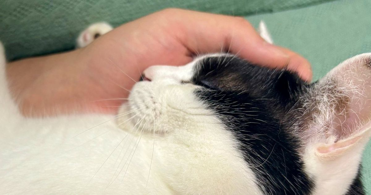 夫の腕の中で幸せそうに眠る猫ちゃん…目撃した妻が残した『コメント』に共感する人続出「嫉妬しちゃうねｗ」「かっわいい」と１万いいね