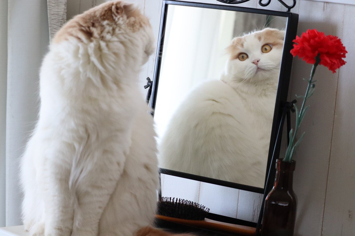 猫の体型には4つのタイプがあるって知ってます？それぞれの『ボディタイプ』を解説