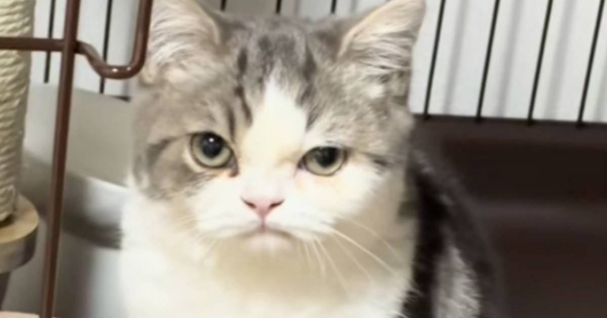 ムスっとした表情をしている猫→『理由』は……？まさかの瞬間が可愛すぎると71万再生「にゃんとも言えないｗ」「抱きしめたいかわいさ」