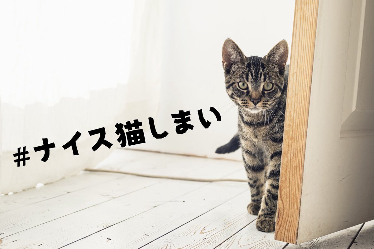 台風接近時の「#ナイス猫しまい」に改めて願うすべての猫の幸せ