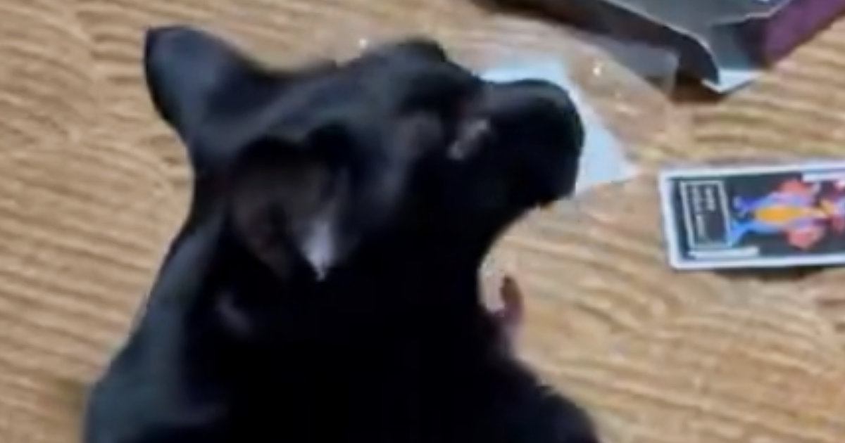 トランプで遊んでいると、近づいてきた黒猫→仲間に入れた結果…まさかの光景に「遊んでやるか感ｗ」「なんで受け入れてるのｗ」と96万表示