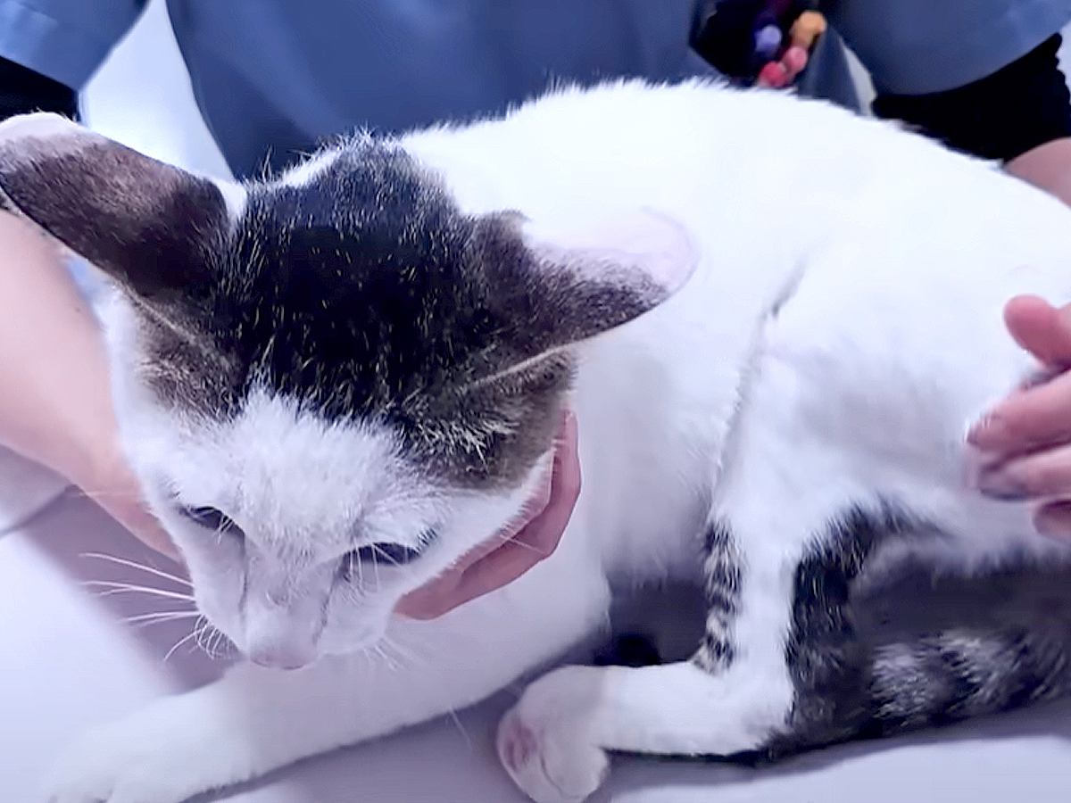 後ろ足を引きずる猫→病院に連れて行くと『切ったほうがいいかもしれない』と言われ…保護主の決断と『涙の結末』が10万再生「愛情の証」