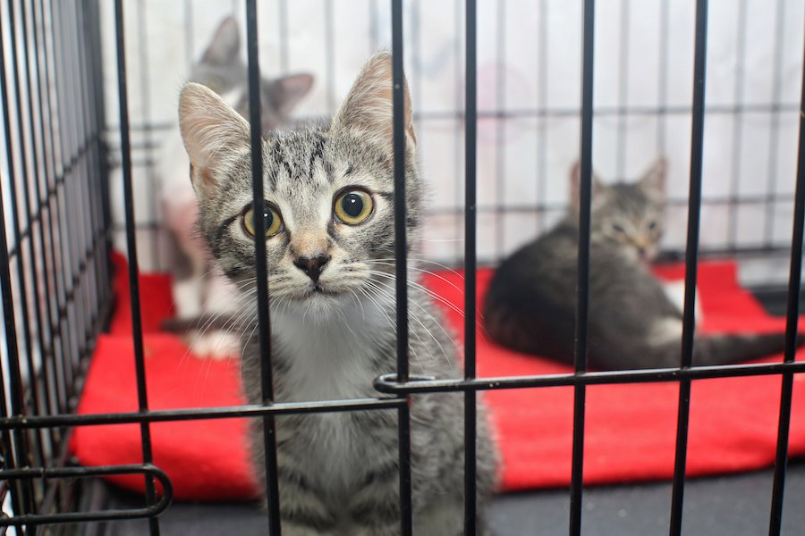 飼えなくなった猫の引き取り先を探す方法