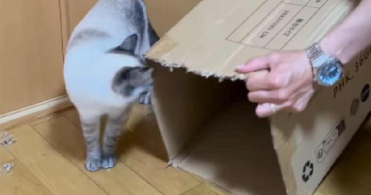 『長いダンボール箱』を使ってパパが猫と遊んでみた結果…微笑ましすぎる光景が113万再生「戻るの早いｗ」「旦那様が一番楽しそうｗ」