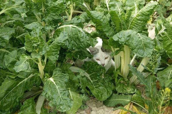 猫の免疫力をアップさせる5つの食材！