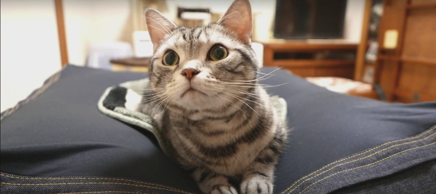 魅力たっぷり猫ホイホイ？チェアマットの虜になる猫さん