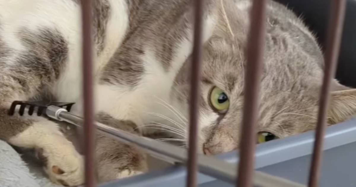 後ろ足を引きずって逃げた『穴に落ちていた猫』→保護した結果…まさかの『結末』に涙する人が続出「泣けてきちゃった」「愛情に感動した」
