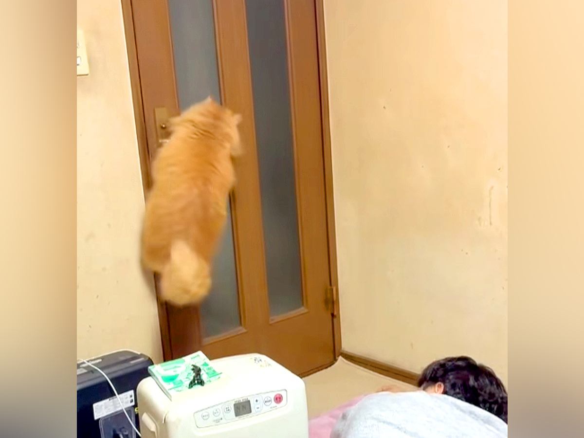 自力でドアを開け、部屋の外に出ようとする猫→イタズラしてみたら…犯人に気づいた瞬間の『リアクション』が35万再生「チラ見してて可愛い」